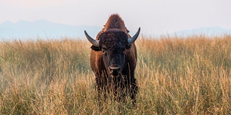 Các câu hỏi thường gặp về mơ thấy con trâu và đánh số mấy