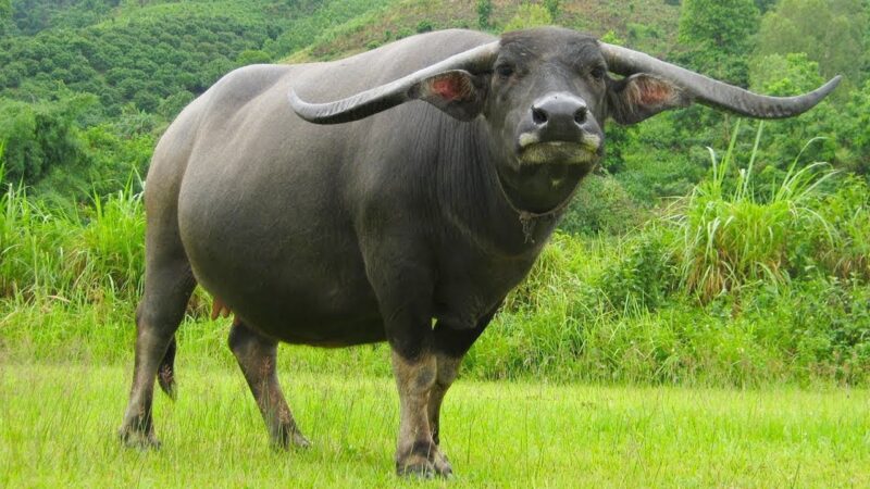 Mơ thấy con trâu đánh số mấy - Nắm bắt những con số liên quan qua mơ thấy con trâu