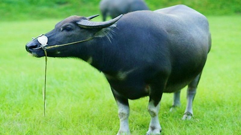 Mơ thấy con trâu đánh số mấy - Giải mã ý nghĩa giấc mơ thấy con trâu 